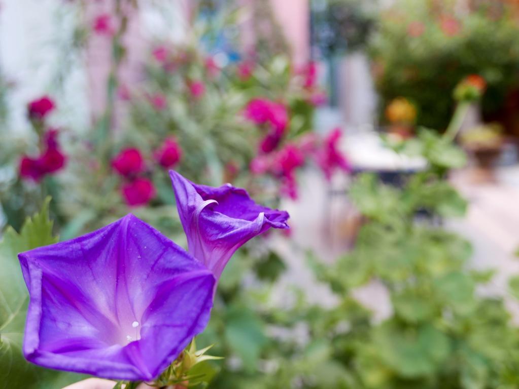 Vieux Port Panier Jardin Otel Marsilya Dış mekan fotoğraf